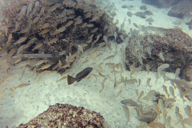 2 Dive Package for PADI Qualified Divers in Gran Canaria - Key highlights to know before you go