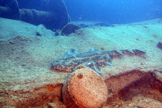 2 Dive Package for PADI Qualified Divers in Gran Canaria - Reef and wreck underwater sites in Gran Canaria (what you’re really buying)