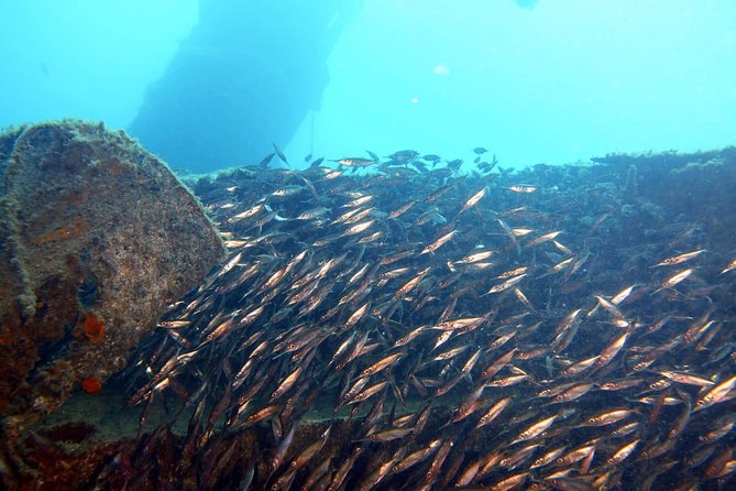2 Dive Package for PADI Qualified Divers in Gran Canaria - The two morning water sessions: what happens on the boat and what to expect underwater