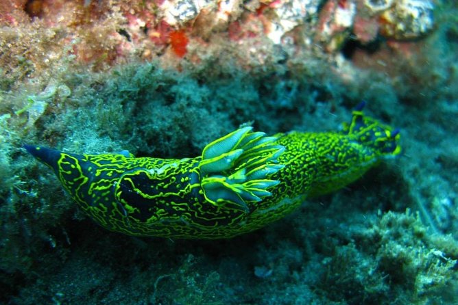 2 Dive Package for Qualified Divers in Gran Canaria - Underwater spots in Gran Canaria: marine life plus rock scenery