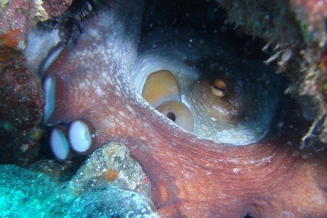 2 Dive Package for Qualified Divers in Gran Canaria - Small group size (10 max) means you get real attention