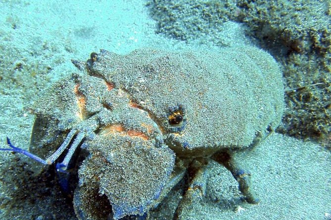 2 Dive Package for Qualified Divers in Gran Canaria - Your guide can make or break the day