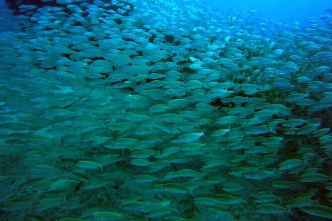 2-Hour Afternoon Snorkeling Experience in Gran Canaria by Boat - Should you book this Gran Canaria afternoon snorkeling by boat?