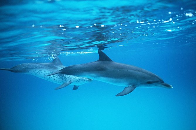 2-Hour Dolphin and Whale Watching in Gran Canaria - Where You Board in Puerto Rico (and what to expect from the boat)