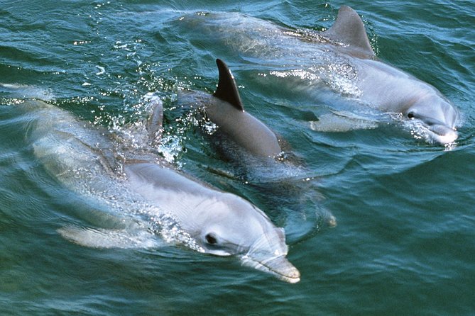 2-Hour Dolphin and Whale Watching in Gran Canaria - What wildlife you might see (and why whales can be trickier)