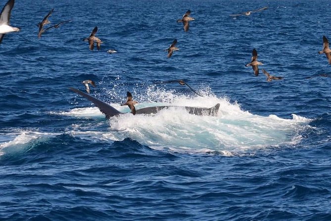 2-Hour Dolphin and Whale Watching in Gran Canaria - Value for money: is $42 worth it here?