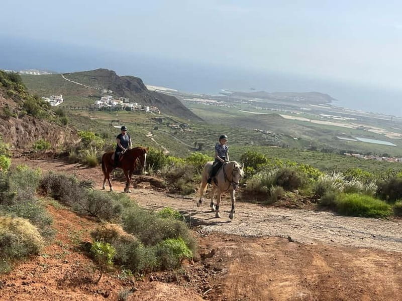 2 hours Green Mountains Horse Riding Tour - The ride back: olives, decompression, and finishing strong