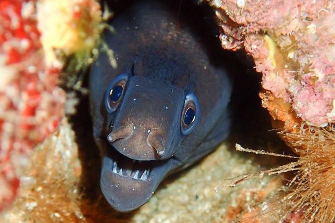 6 Diving Sites Scuba Diving Package in Gran Canaria - How the two-day plan really works