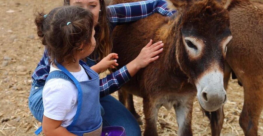 Agüimes : Be a farmer for the day at La Jaira de Ana - Milking lessons and feeding secrets you can actually picture