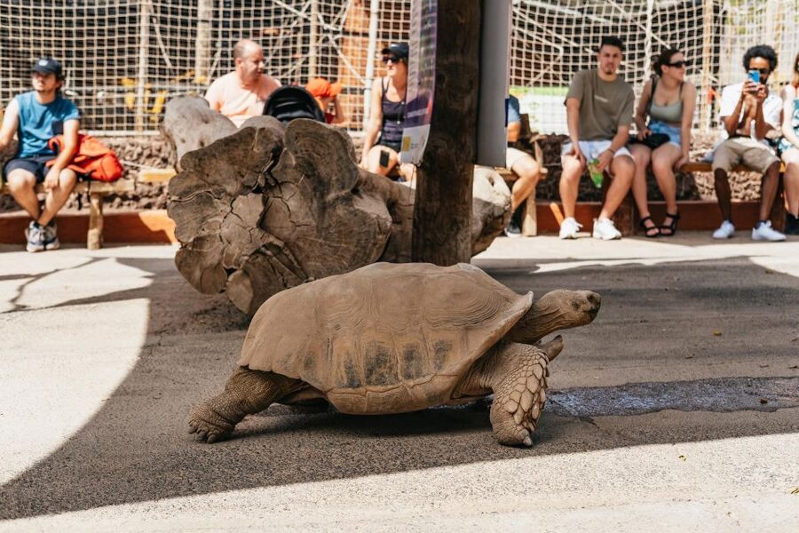 Agüimes: Cocodrilo Park Zoo Entry Ticket - Should you book the Cocodrilo Park Zoo Entry Ticket?