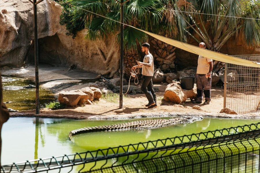 Agüimes: Cocodrilo Park Zoo Entry Ticket - Talks and feeding shows: how to plan your 2–3 hour visit
