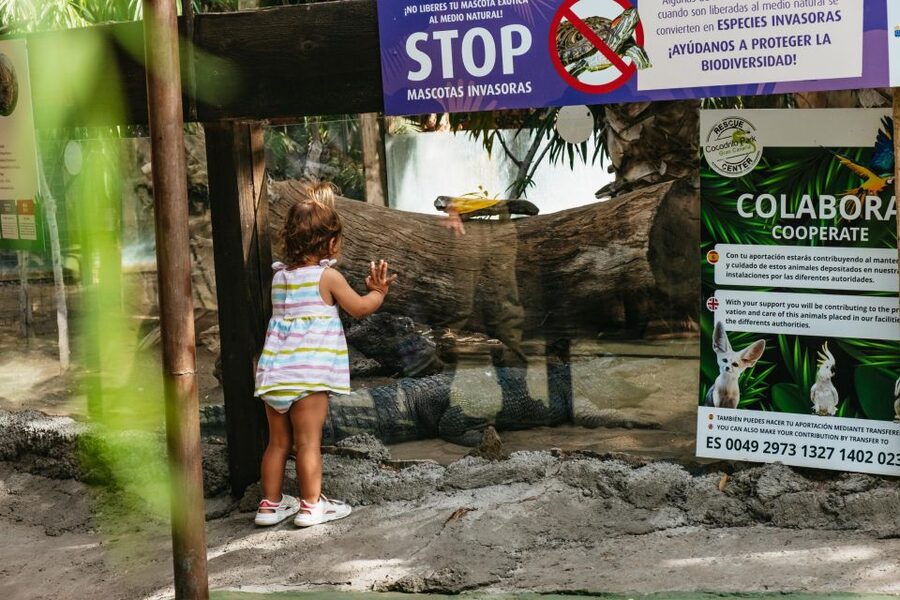 Agüimes: Cocodrilo Park Zoo Entry Ticket - The animal highlights: what usually grabs attention first