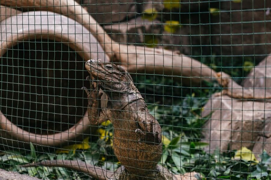Agüimes: Cocodrilo Park Zoo Entry Ticket - Monkey snack-bar and other food stops: what to expect and how to avoid delays