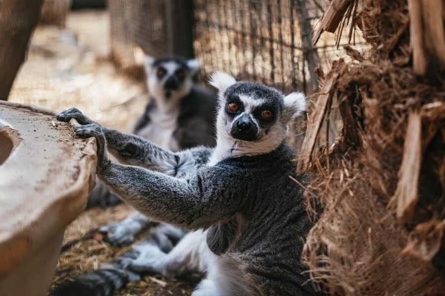 Agüimes: Cocodrilo Park Zoo Entry Ticket - Location and timing: getting to Cocodrilo Park without stress