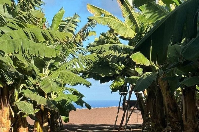 Banana Museum, Rum Distillery & Winery guided tour with tasting - Price and value: does $83.08 make sense for a full day?