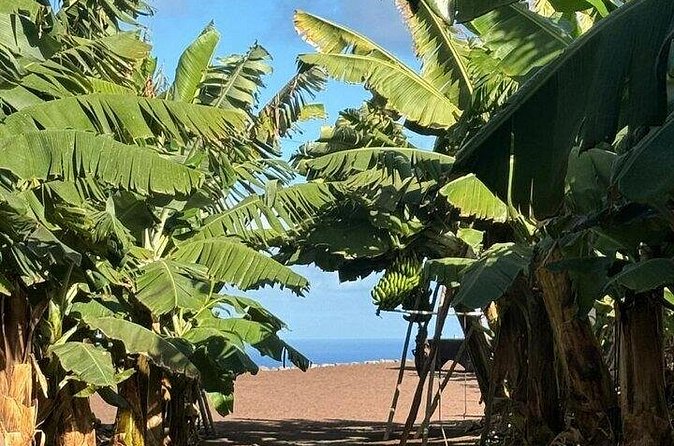 Banana Museum, Rum Distillery & Winery guided tour with tasting - What to bring and how to survive a packed schedule