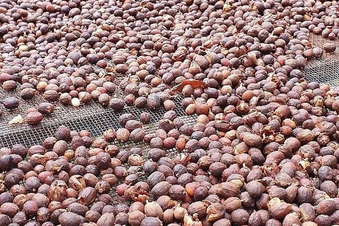 Banana Museum, Rum Distillery & Winery with Tasting: Premium tour - Getting there and getting around: pickup gaps and bus reality