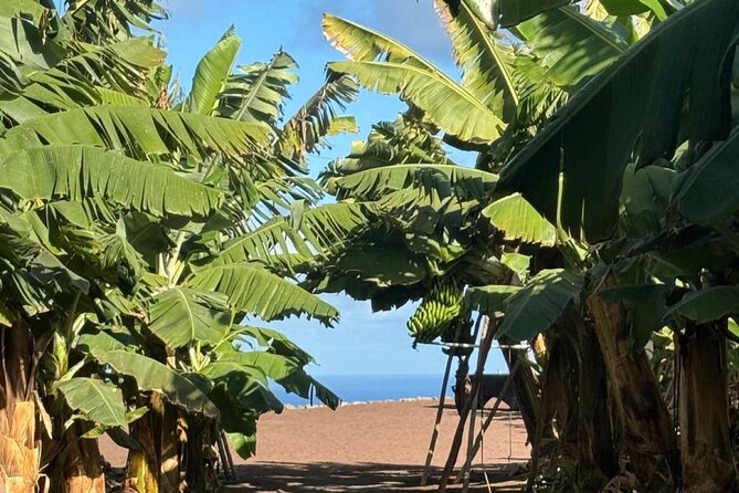 Banana Museum, Rum Distillery & Winery with Tasting: Premium tour - Should you book Banana Museum, Rum Distillery & Winery Premium tour?