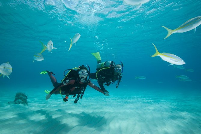 Beginners Scuba Diving Experience in Gran Canaria - Meeting Blue Water in Las Palmas: What Happens Before You Go Under