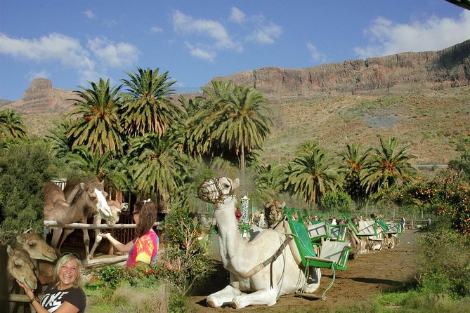 Camel Ride in Fataga with Tapas and drinks - What You’ll Love Most About Camel Ride in Fataga