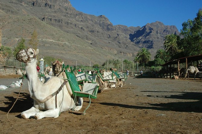 Camel Ride in Fataga with Tapas and drinks - More Than a Ride: Tropical Garden, Fruit Trees, and Animal Time
