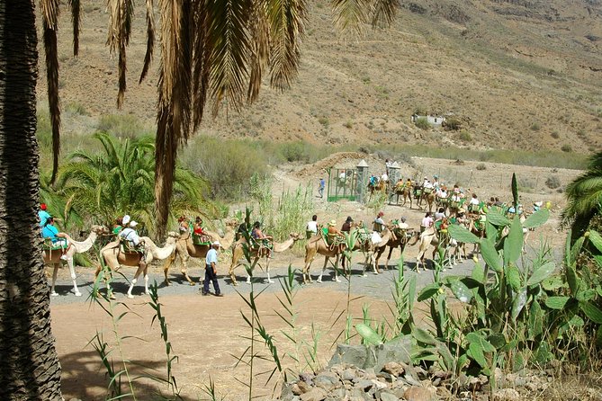 Camel Ride in Fataga with Tapas and drinks - Tapas and Drinks Lunch: What’s Included and Why It’s Good Value