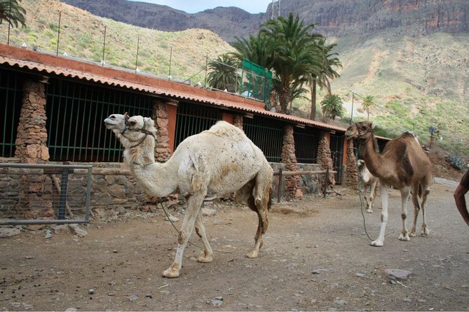 Camel Ride in Fataga with Tapas and drinks - Timing, Duration, and How to Plan Your Half Day