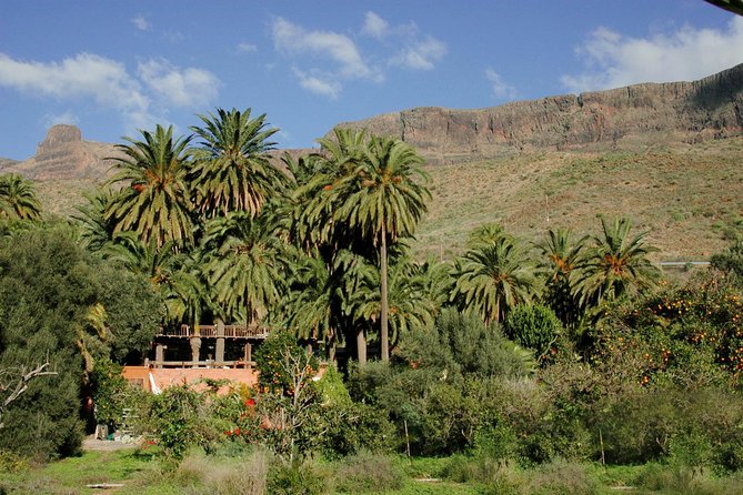 Camel Ride in Fataga with Tapas and drinks - Who Should Book This Camel Ride in Fataga (and Who Should Skip It)