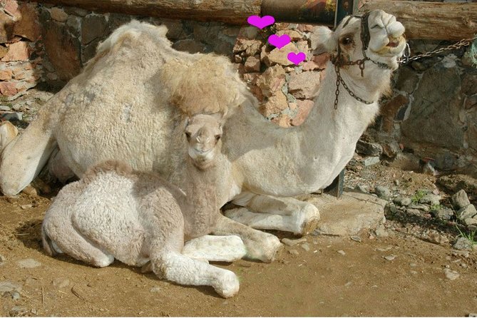 Camel Ride in Fataga with Tapas and drinks - Should You Book This Camel Ride in Fataga with Tapas and Drinks?