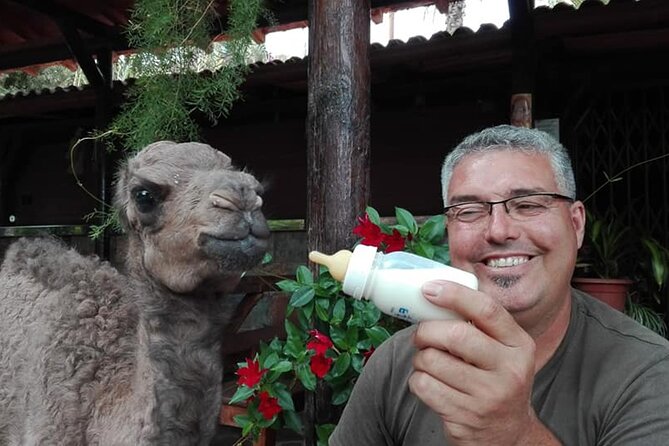 Camel Ride in Fataga with Tapas and drinks - The 1-Hour Camel Ride Through the 1000 Palms Valley