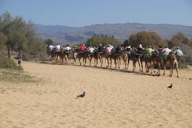 Camel Riding in Maspalomas Dunes - Your Ride Starts in a Protected Dune World