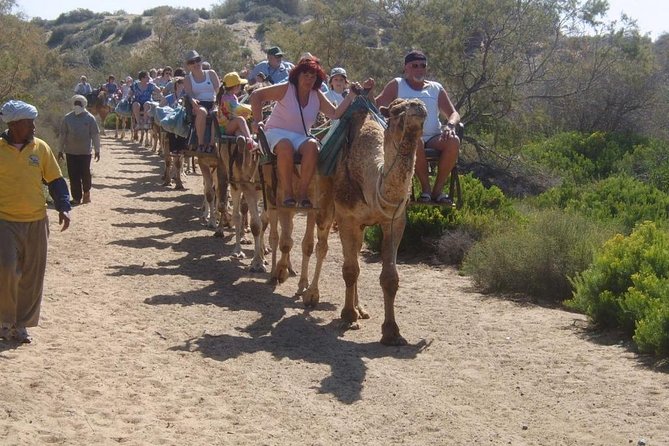 Camel Riding in Maspalomas Dunes - Animal Welfare and Safety: What I’d Check When You Arrive