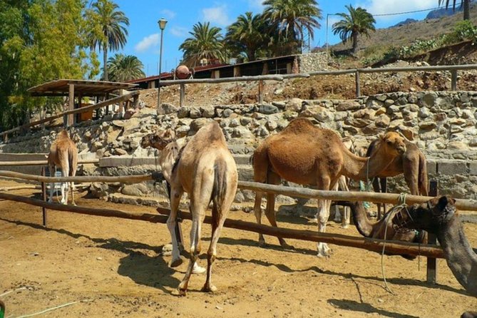 Camel Safari through the Dunes of Maspalomas - Guides, Pace, and the Level of Information You’ll Get