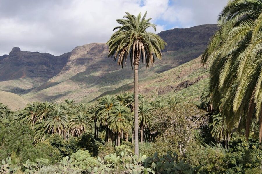 Can-Am Ryker Adventure Fataga - Finca Aloe in plain terms: a working plantation and real products