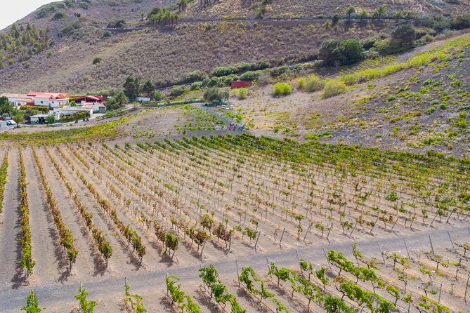 Canarian Wine Experience at Bodega los Lirios - Bandama Volcano views and a family winery near Sta Brígida