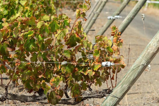 Canarian Wine Experience at Bodega los Lirios - Logistics that can make or break the day