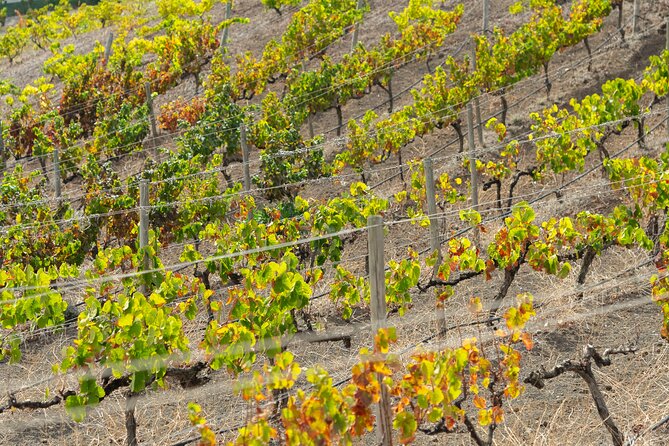 Canarian Wine Experience at Bodega los Lirios - The cellar visit: where winemaking gets real