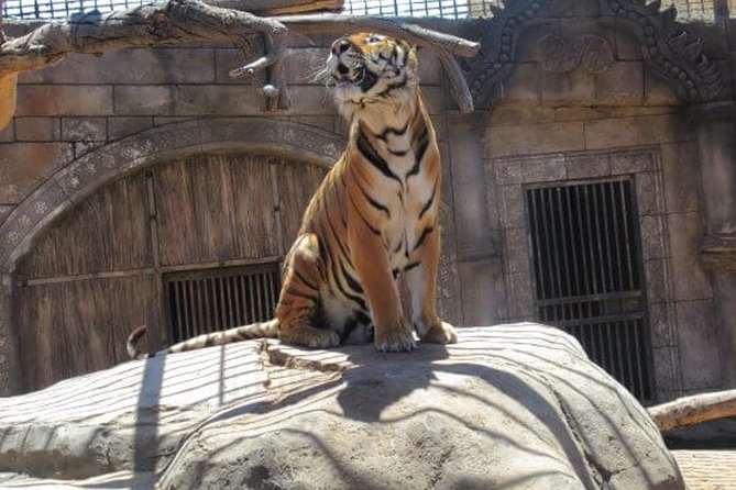 Cocodrilo Park Zoo Admission Ticket in Agüimes - Bird feeding shows and the rhythm of animal events