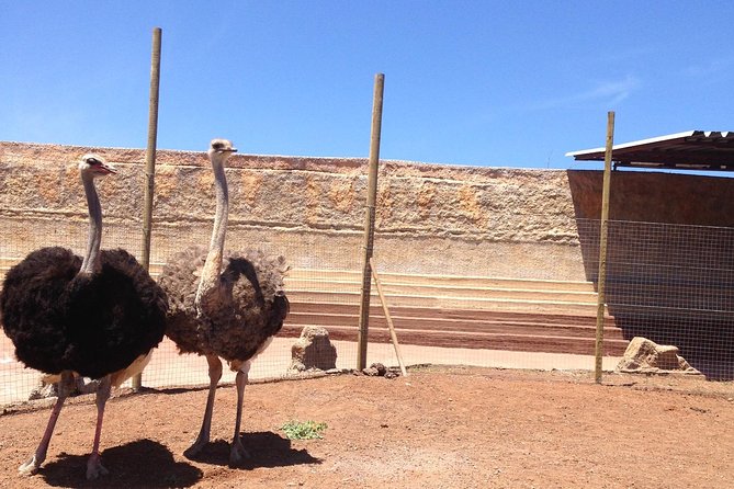 Cocodrilo Park Zoo Admission Ticket in Agüimes - Food and the monkey snack-bar: budget it and plan short breaks