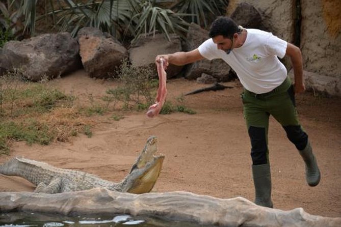 Cocodrilo Park Zoo Admission Ticket in Agüimes - The alligator highlight: the reason many people come