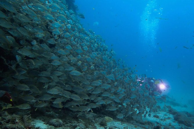 Discover Scuba Diving in Puerto de Mogan - Why Puerto de Mogán Works for a First Scuba Trial