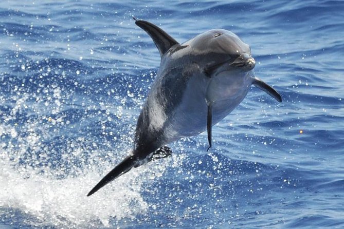 Dolphin and Whale Cruise in Puerto Rico, Gran Canaria - Key highlights (what’s especially worth your attention)