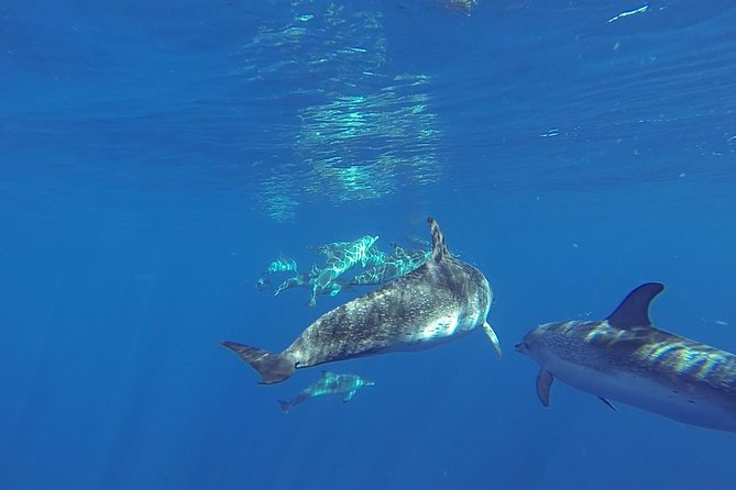 Dolphin and Whale Cruise in Puerto Rico, Gran Canaria - Where the cruise fits in Gran Canaria: Puerto Rico, Mogán, and the Atlantic factor