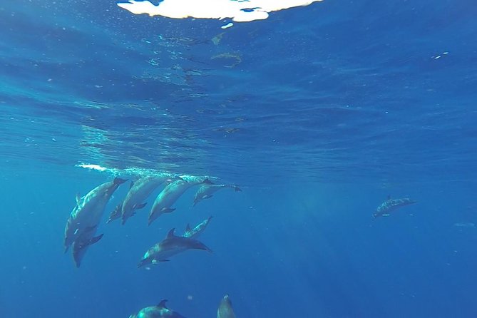 Dolphin and Whale Cruise in Puerto Rico, Gran Canaria - The boat experience on Spirit of the Sea: what the setup actually gives you