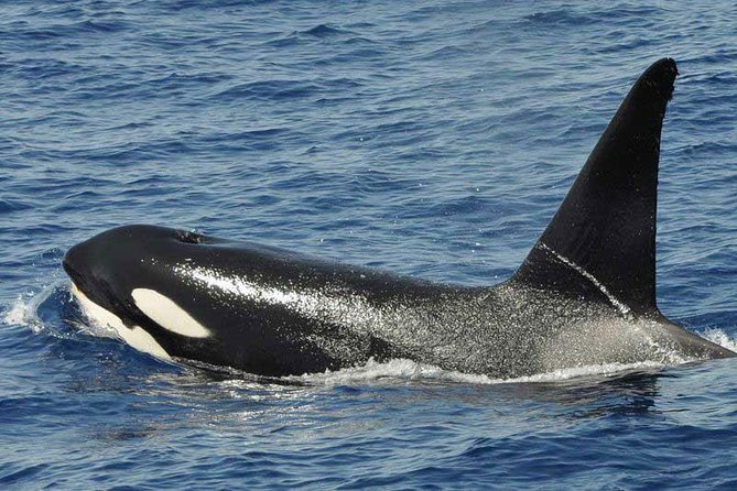 Dolphin and Whale Cruise in Puerto Rico, Gran Canaria - The swim and snorkel plan: short water time, big comfort returns