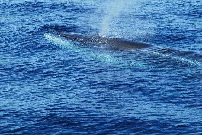 Dolphin and Whale Cruise in Puerto Rico, Gran Canaria - Drinks onboard: included soft drinks, and a few realistic notes