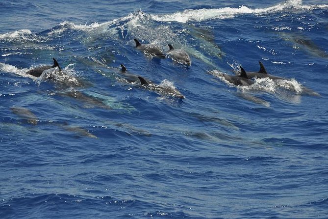 Dolphin and Whale Cruise in Puerto Rico, Gran Canaria - Comfort and safety: choppy water is the main challenge