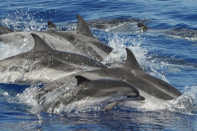 Dolphin and Whale Cruise in Puerto Rico, Gran Canaria - Meeting point and pickup: getting on the boat without stress