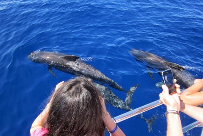 Dolphin and Whales watching cruise from Puerto Rico de Gran Canaria - Spirit of the Sea: how the Puerto Rico departure sets the tone
