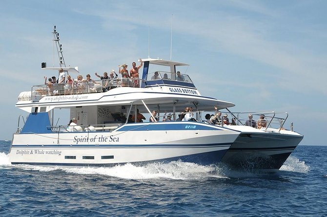 Dolphin and Whales watching cruise from Puerto Rico de Gran Canaria - The 2.5-hour cruise: what the day feels like on the water